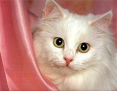 Gatti (299)